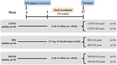 No Effect of Long-Term Risedronate Use on Cartilage and Subchondral Bone in an Experimental Rabbit Model of Osteoarthritis